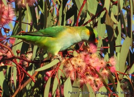 purple-crowned-lorikeet-blog