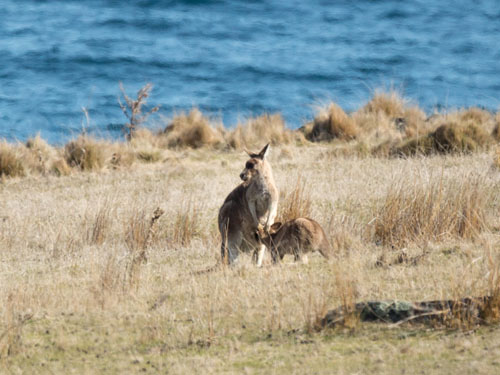 forester-kangaroos-blog