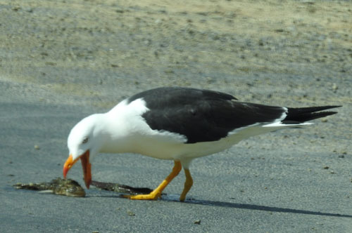pacific-gull-with-fish-blog