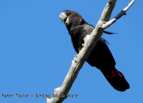 red-tailed-black-cockatoo-forest-blog