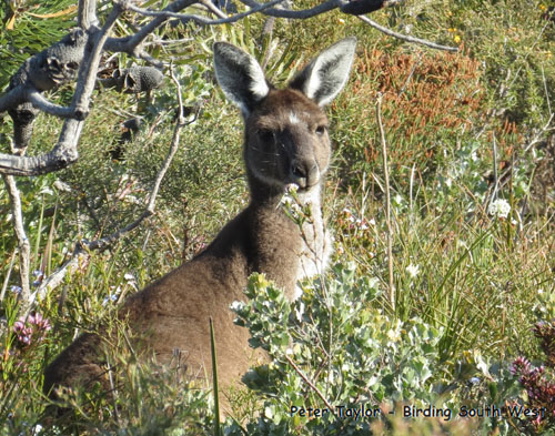 western-grey-kangaroo-blog