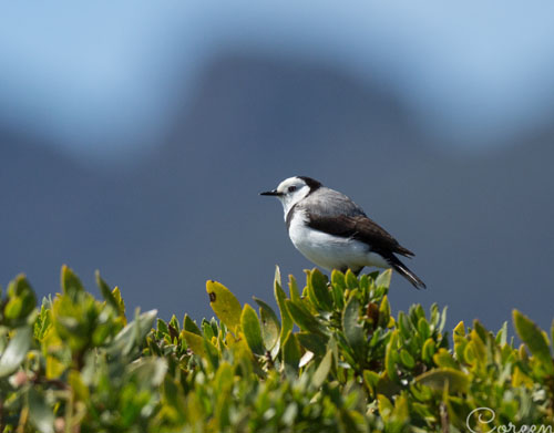 white-fronted-chat-blog
