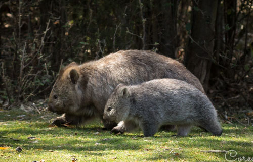 wombat-baby-blog