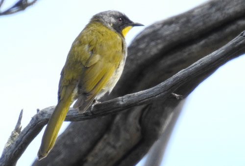 yellow-throated-honeyeater-blog