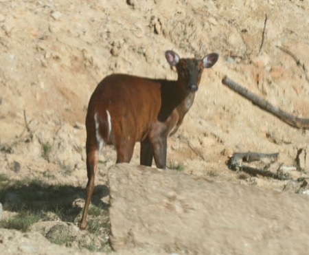 barking-deer