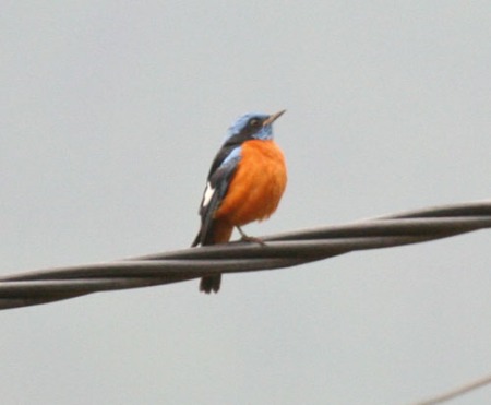 blue-capped-rock-thrush
