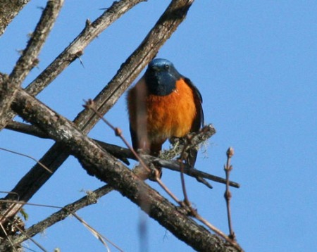 blue-fronted-redstart