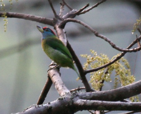 blue-throated-barbet