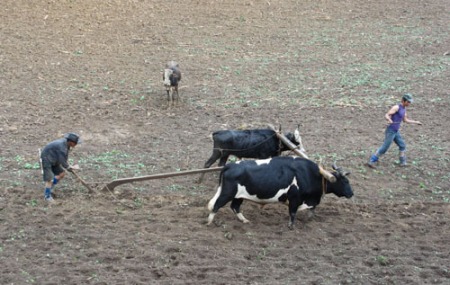 cultivating-1