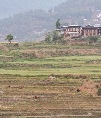 cultivating-2