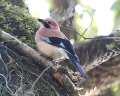 eurasian-jay