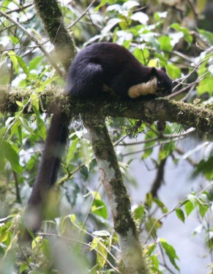 giant-pied-squirrel