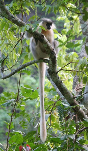 golden-langur-monkey