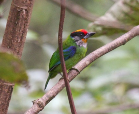 golden-throated-barbet