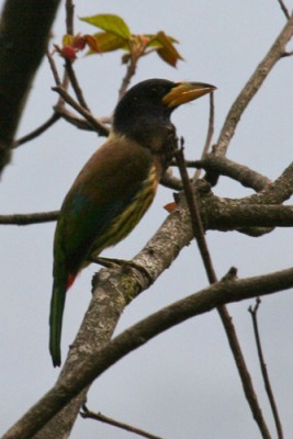 great-barbet