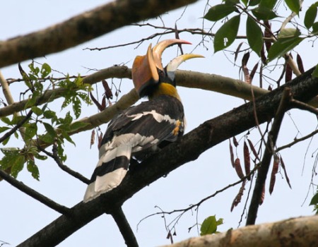 great-hornbill-1
