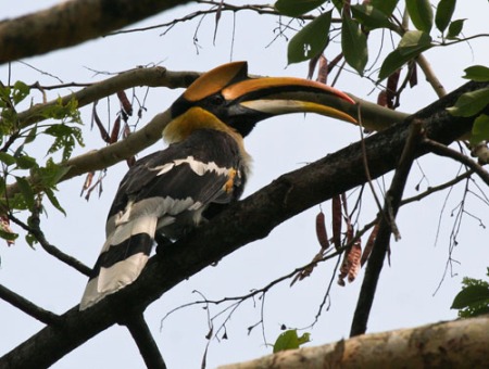 great-hornbill-2
