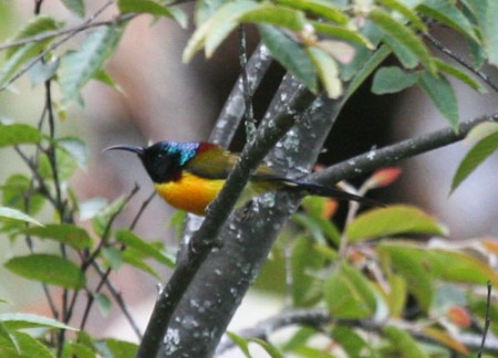 green-tailed-sunbird-1