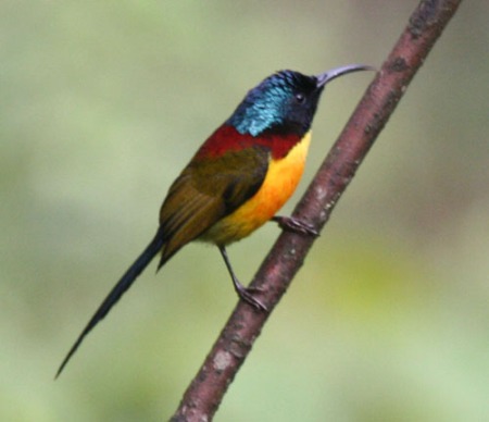 green-tailed-sunbird-2
