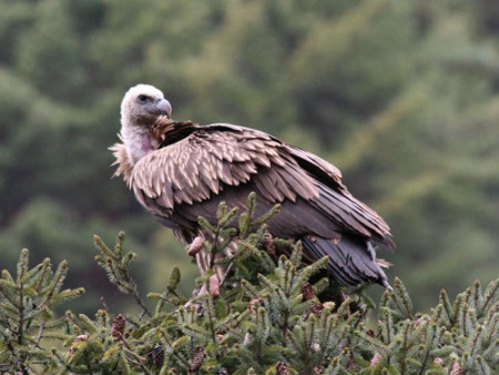 himalayan-griffon
