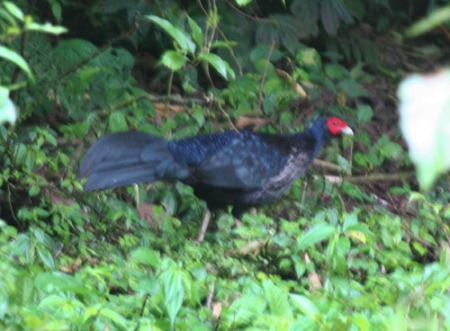 kalij-pheasant