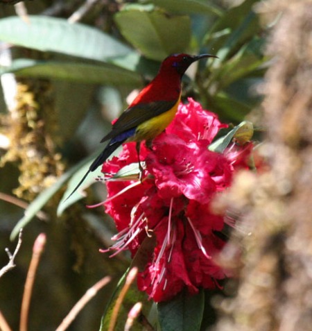 mrs-goulds-sunbird