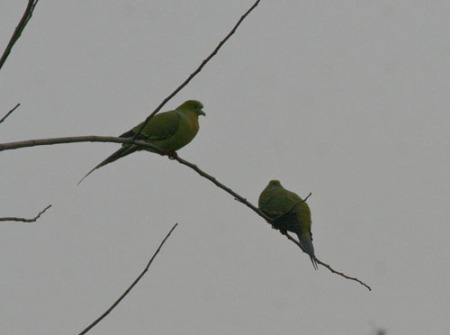 pin-tailed-green-pigeons