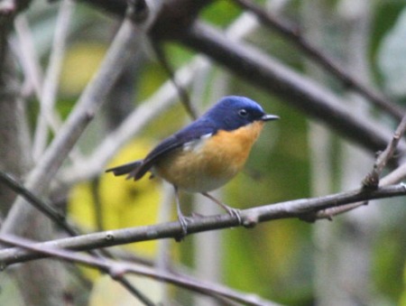 pygmy-blue-flycatcher
