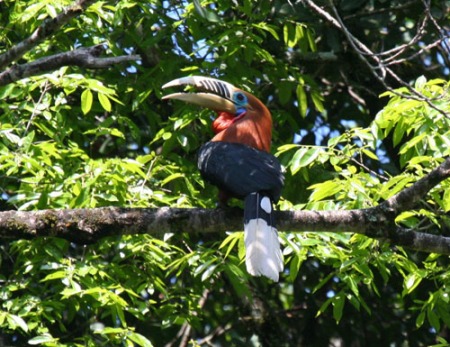 rufous-necked-hornbill-1