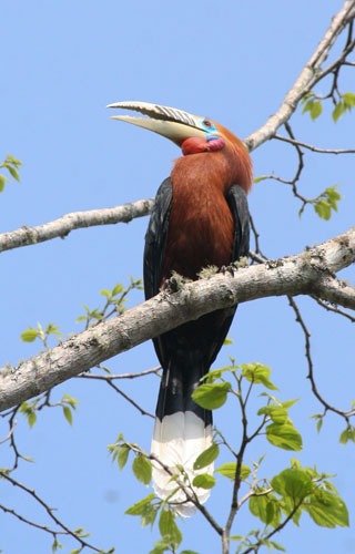 rufous-necked-hornbill-2
