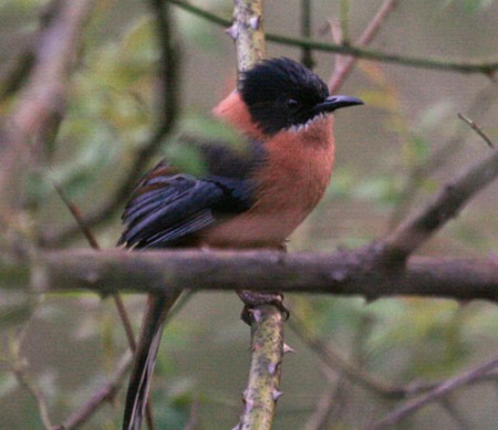 rufous-sibius