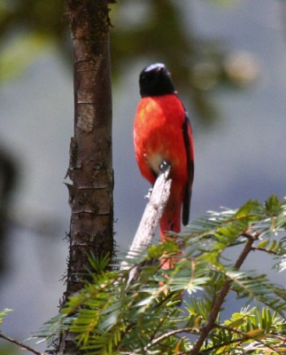 scarlet-minivet