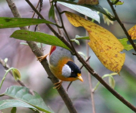 silver-eared-mesias