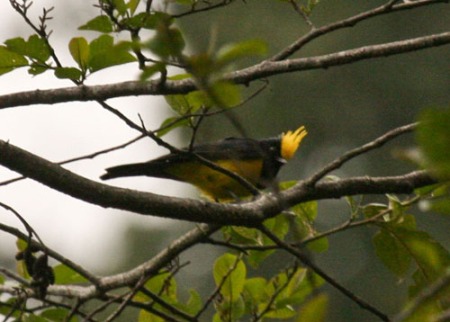 sultan-tit