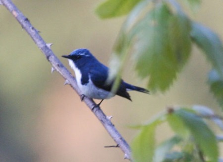 ultramarine-flycatcher