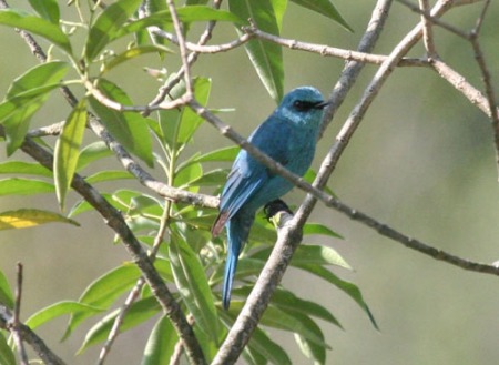 verditer-flycatcher