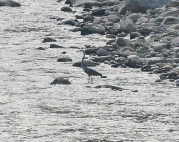 white-bellied-heron