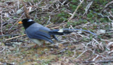yellow-billed-blue-magpie