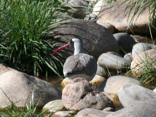 ibisbill