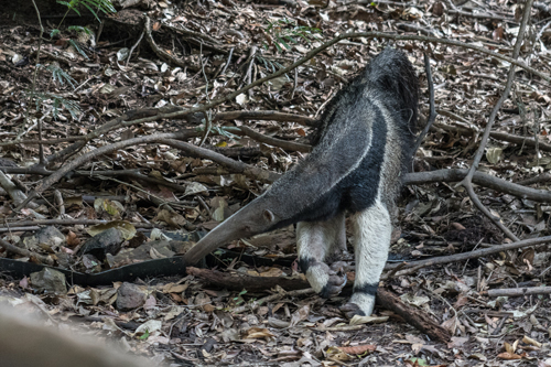 b-anteater-brazil-rob-williams-1
