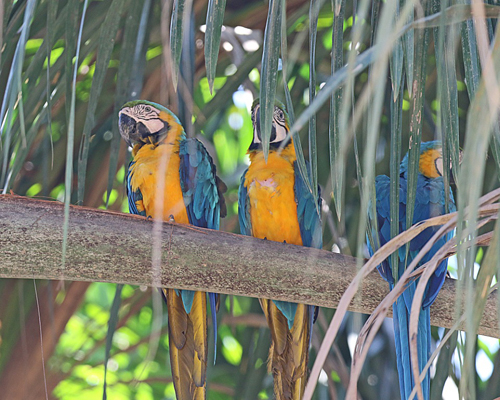 b-macaw-blue-and-yellow-31