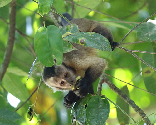 b-monkey-capuchin-sepajus-apella-10