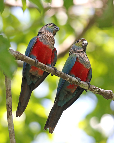 b-parakeet-crimson-bellied-44