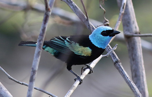 b-tanager-blue-necked-2