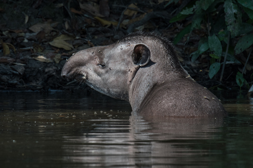 b-tapir-brazil-rob-williams-8