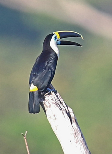 b-toucan-white-throated-15