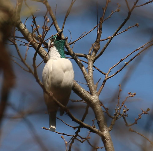 bare-throated-bellbird-a