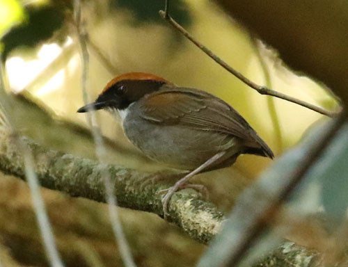 black-cheeked-gnateater-a