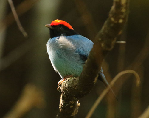 blue-manakin-1-a