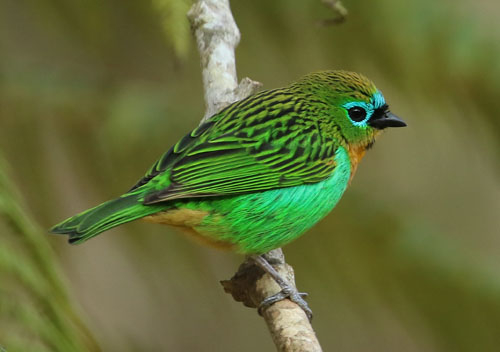 brassy-breasted-tanager-a